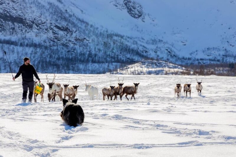 Sami Reindeer Experience - Meeting Point and Transportation