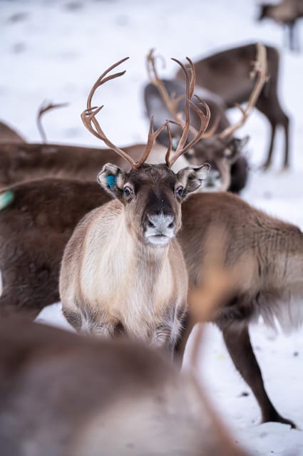 Sami Reindeer Experience - Cancellation Policy