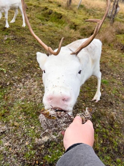 Sami Reindeer Experience - Payment Options