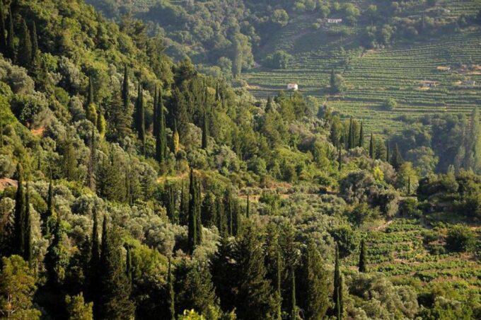 Samos: Full-Day Private Sightseeing Tour - Booking and Cancellation