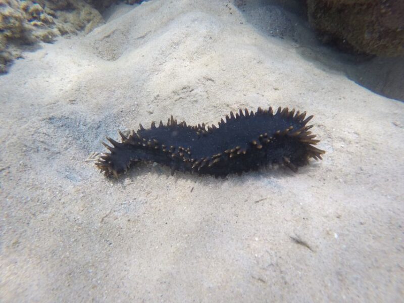 Samui: Angthong National Marine Park Day Trip by Speedboat - Itinerary and Activities