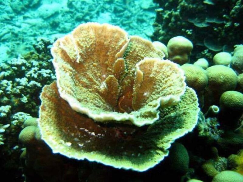 Samui: Angthong National Marine Park Day Trip by Speedboat - Participant Guidelines and Restrictions