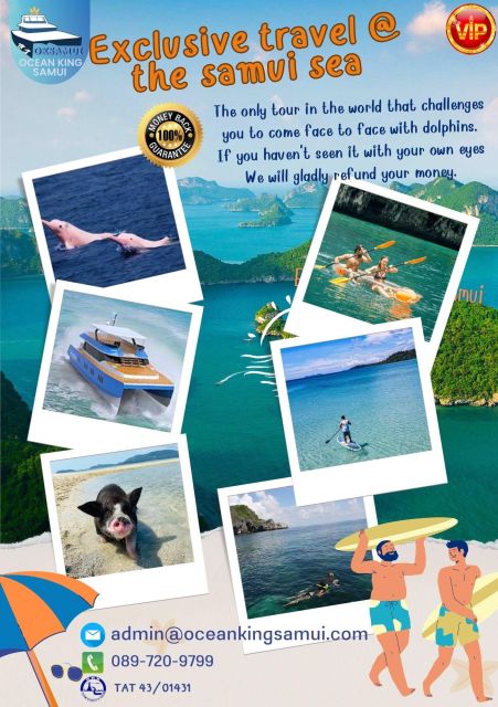 Samui Dolphins Tour by Catamaran Yacht - Key Points