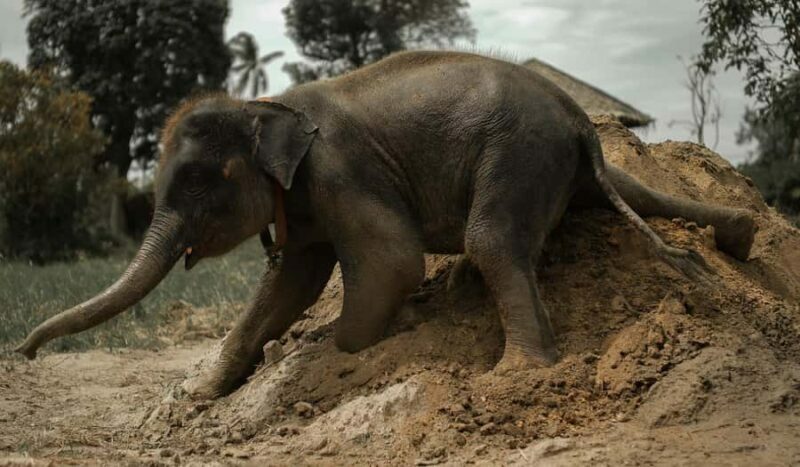 Samui: Ethical Elephants Sanctuary and Coconut Experience - Authenticity and Reviews