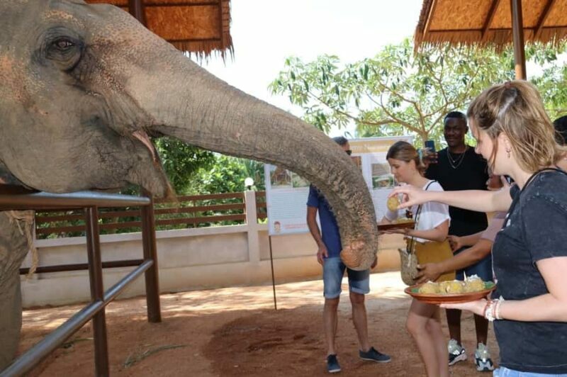 Samui: Feeding Program at the Elephant Home Nursery - The Sum Up