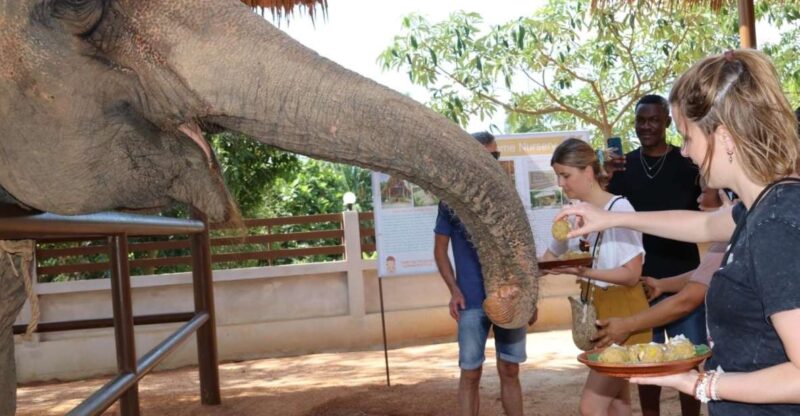 Samui: Feeding Program at the Elephant Home Nursery - Inclusions
