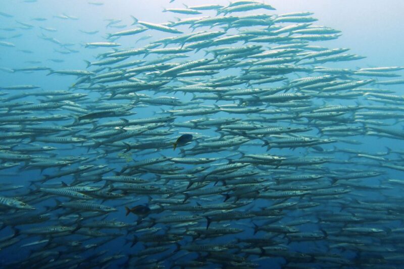 Samui: Intro Dive in Koh Tao - Health and Safety Restrictions