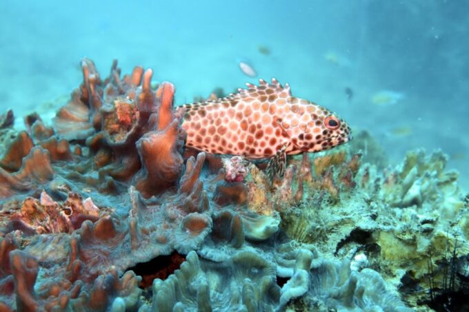Samui: Intro Dive in Koh Tao - What to Bring