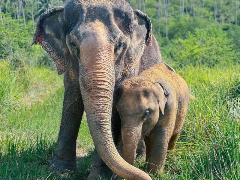 Samui: the First Elephant Museum & Jungle Walk With Elephant - Key Points