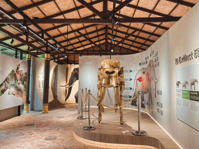 Samui: the First Elephant Museum & Jungle Walk With Elephant - Exploring the Elephant Museum