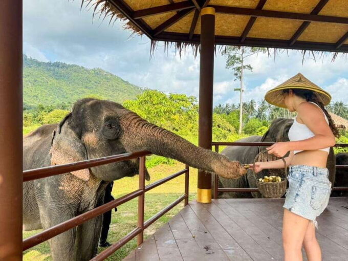 Samui: the First Elephant Museum & Jungle Walk With Elephant - Connecting With Elephants in Their Natural Habitat