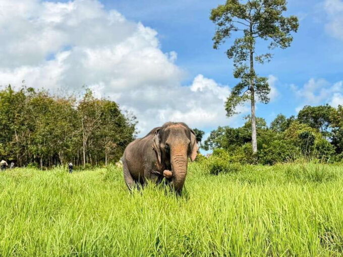 Samui: the First Elephant Museum & Jungle Walk With Elephant - Frequently Asked Questions