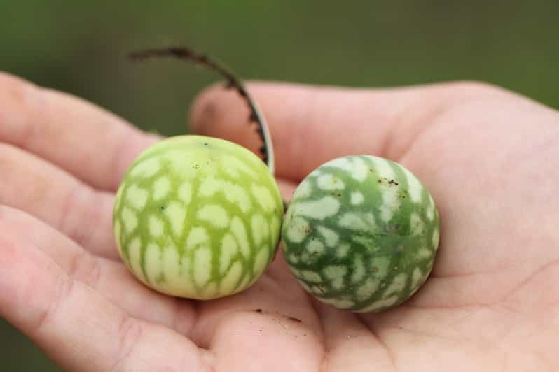 San Agustín: Farm Tour With Coffee and Lunch - Key Points