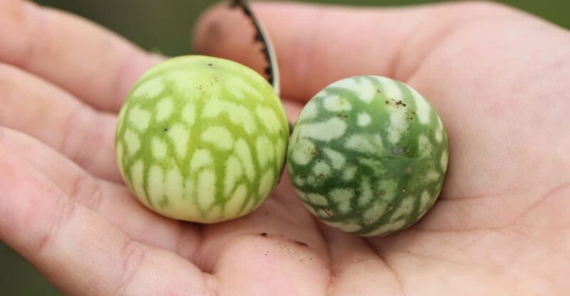 San Agustín: Farm Tour With Coffee and Lunch - Duration and Pricing