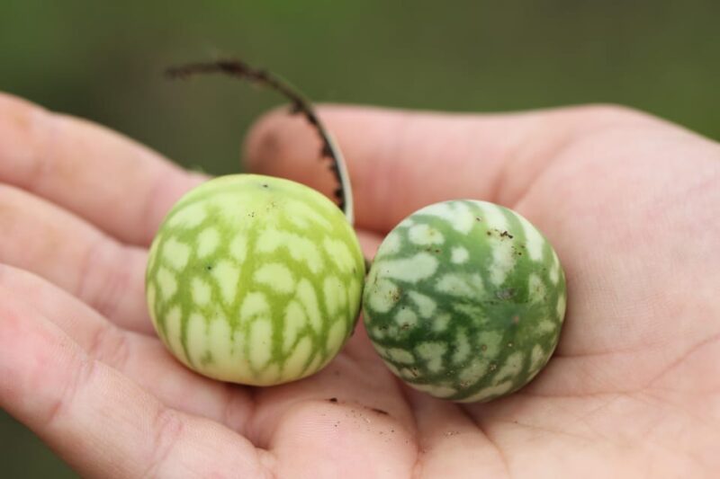 San Agustín: Farm Tour With Coffee and Lunch - Pickup and Transportation