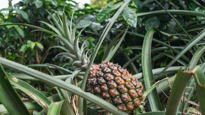 San Agustín: Farm Tour With Coffee and Lunch - Hands-on Farm Activities