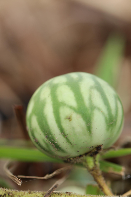 San Agustín: Farm Tour With Coffee and Lunch - What to Bring and Wear