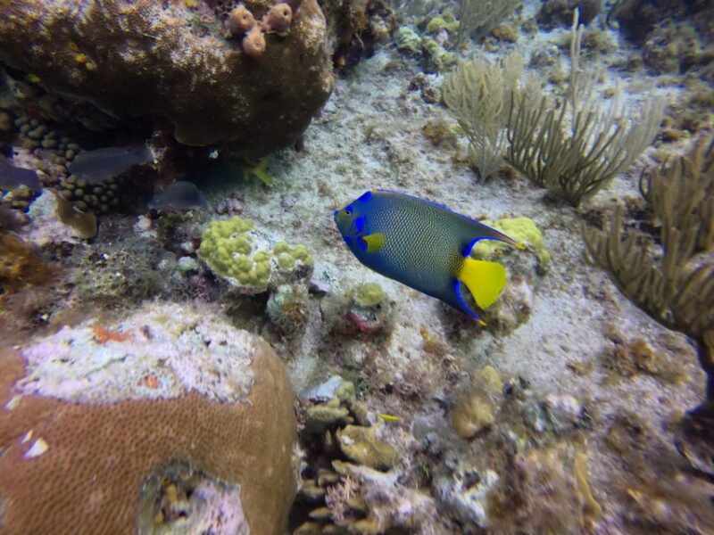 San Andres: Boat Tour to Cayo Acuario and Rocky Cay - Inclusions and Exclusions