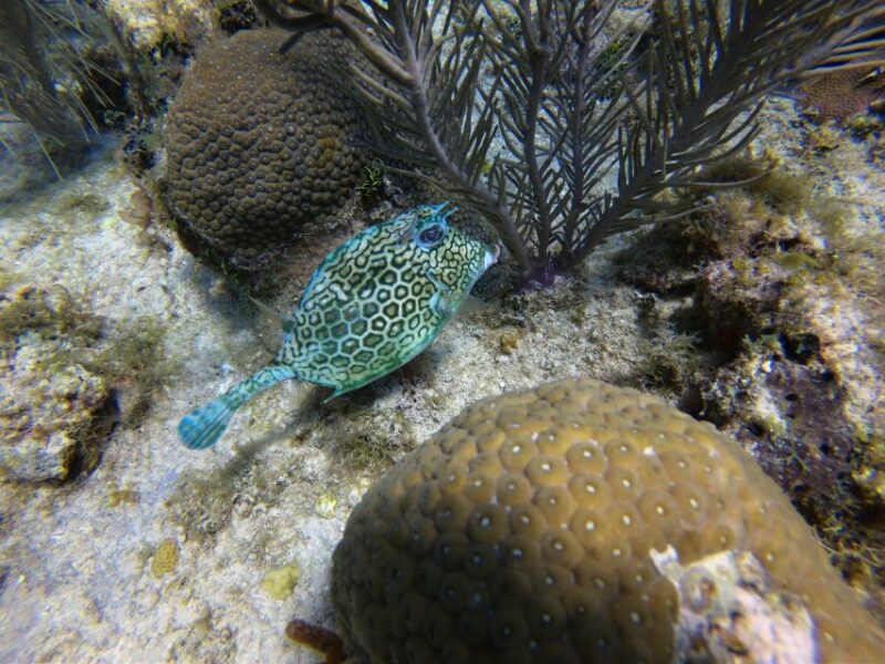 San Andres: Boat Tour to Cayo Acuario and Rocky Cay - Transportation and Value for Money
