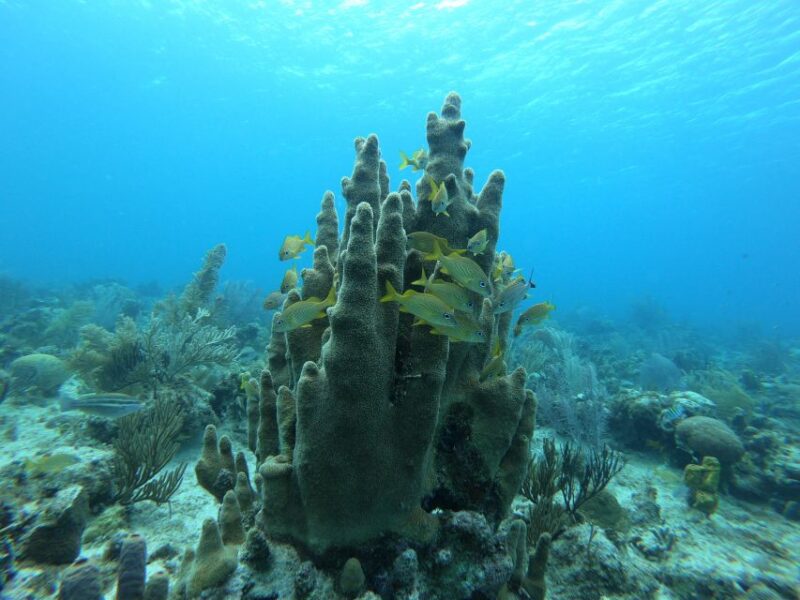 San Andrés: Guided Scuba Diving Trip With Hotel Transfer - Suitability and Restrictions