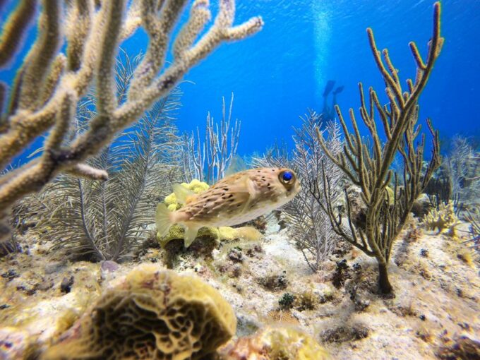 San Andrés: Guided Scuba Diving Trip With Hotel Transfer - Additional Information