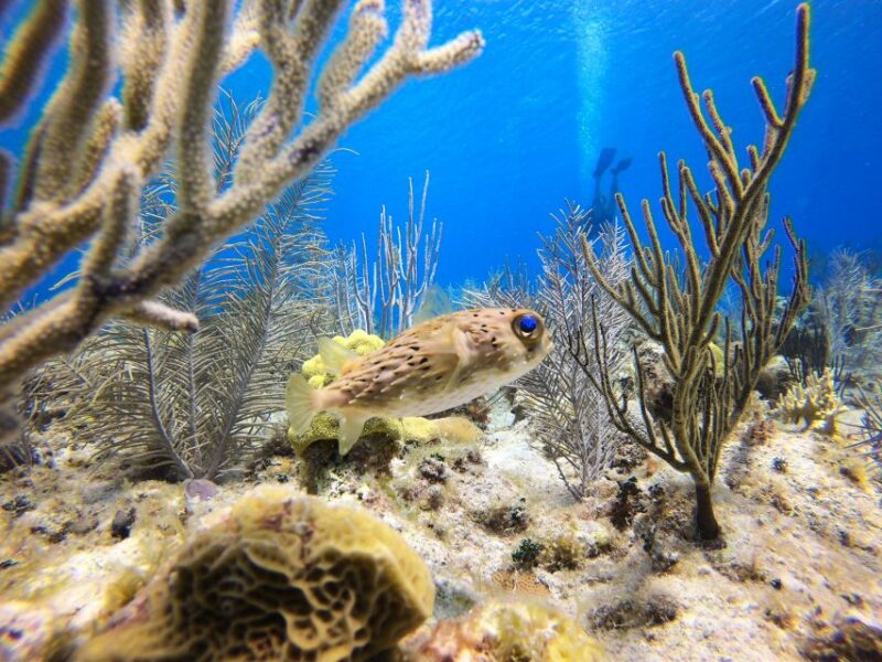 San Andrés: Guided Scuba Diving Trip With Hotel Transfer - Suitability and Restrictions