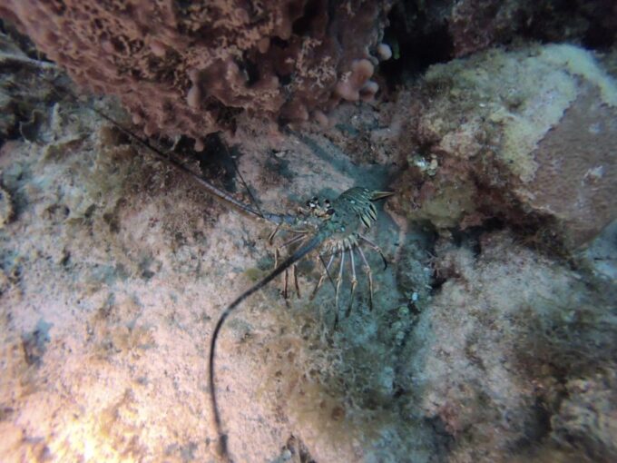 San Andrés: Guided Scuba Diving Trip With Hotel Transfer - Additional Information