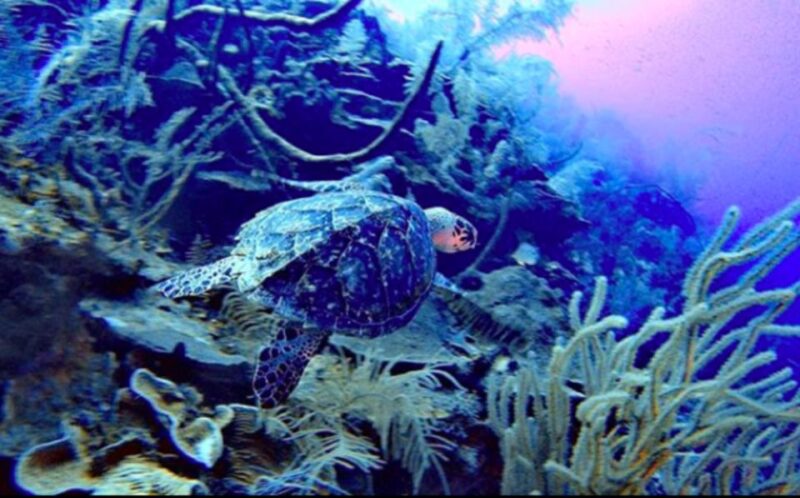 San Andres: SCUBA Diving Experience With Hotel Pickup - Diving Experience Details