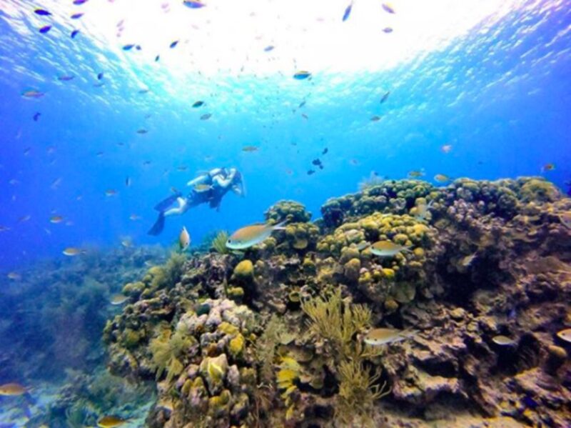 San Andres: SCUBA Diving Experience With Hotel Pickup - Customer Feedback