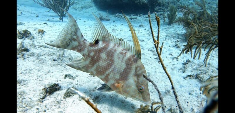 San Andres: SCUBA Diving Experience With Hotel Pickup - Booking Information