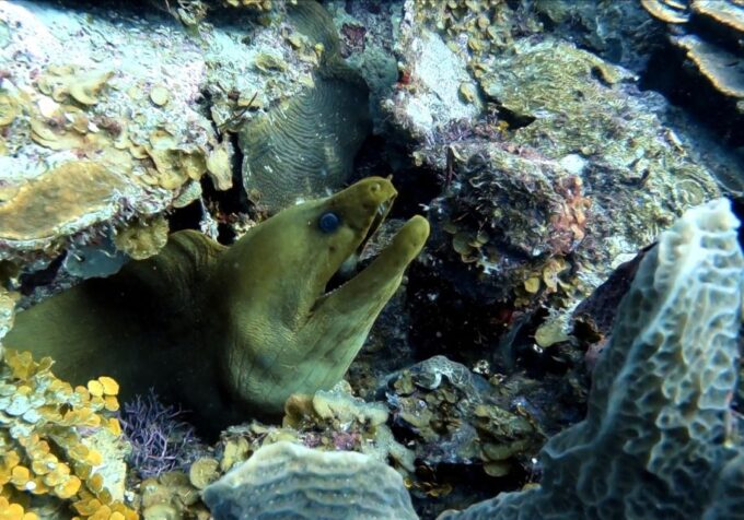 San Andres: SCUBA Diving Experience With Hotel Pickup - Frequently Asked Questions