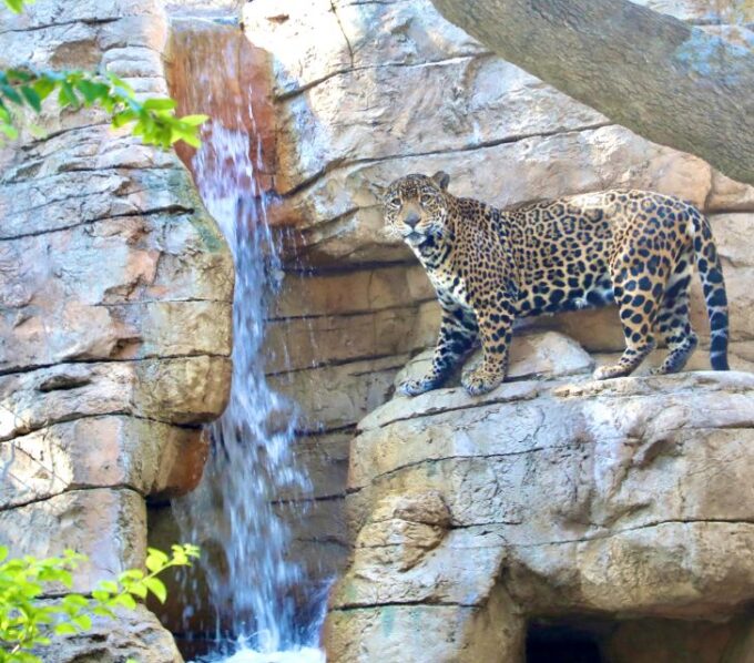 San Antonio CityPASS®: Experience 4 Must-See Attractions - Savings and Value