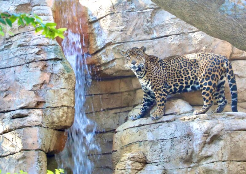 San Antonio: San Antonio Zoo Any Day Ticket - Childrens Nature Spot