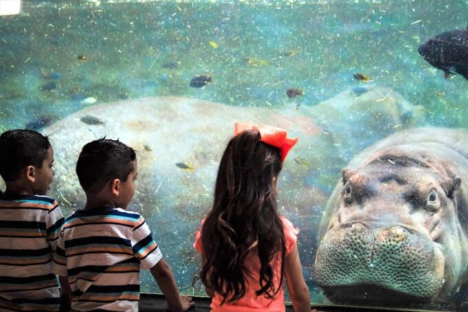 San Antonio: San Antonio Zoo Any Day Ticket - Online Reservations and Access