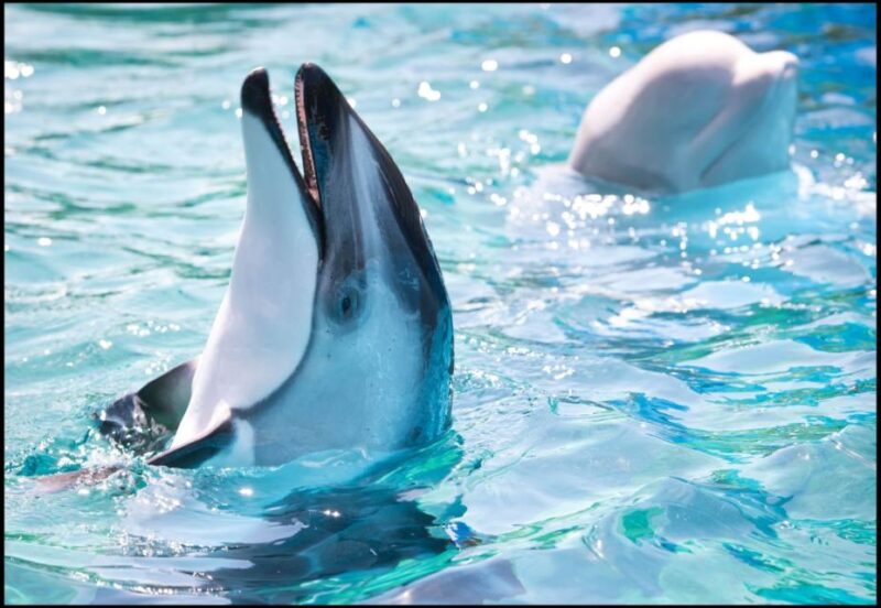 San Antonio: SeaWorld Skip-the-Line Park Admission Ticket - Two-Park Option and Aquatica