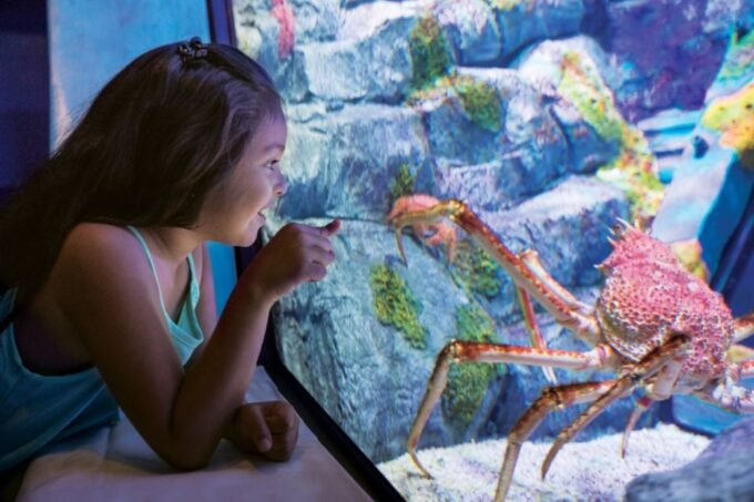 San Antonio: SeaWorld Skip-the-Line Park Admission Ticket - Accessibility and Guest Assistance