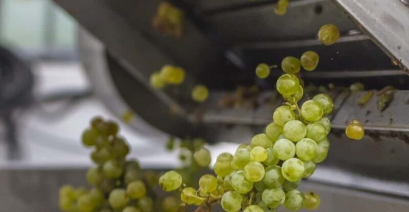 San Bartolomé: Bodegas El Grifo Winery Tour and Tasting - Key Points