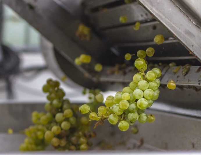 San Bartolomé: Bodegas El Grifo Winery Tour and Tasting - Volcanic Wine Sampling