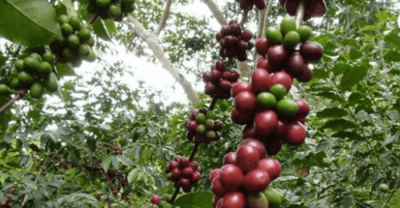 San Cristobal: Coffee Tour in the Mountains of Chiapas - Frequently Asked Questions