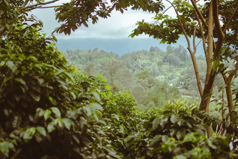 San Cristóbal De Las Casas: Coffee Route to Tenejapa - Key Points