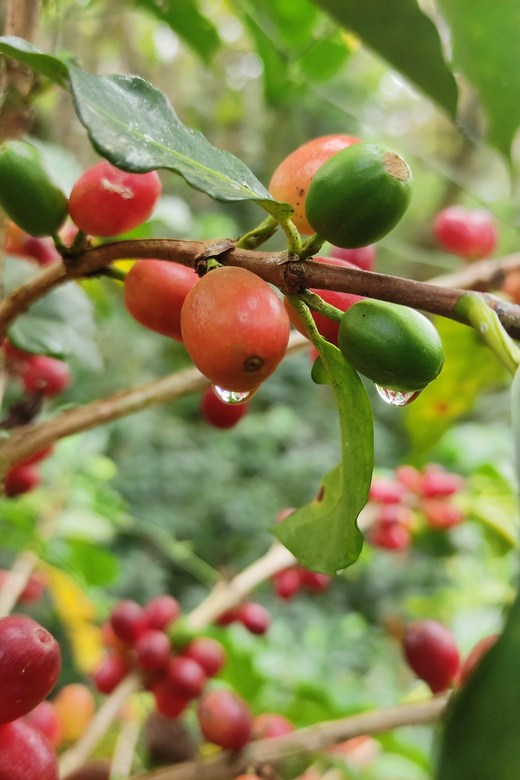 San Cristóbal De Las Casas: Coffee Route to Tenejapa - Experience Highlights