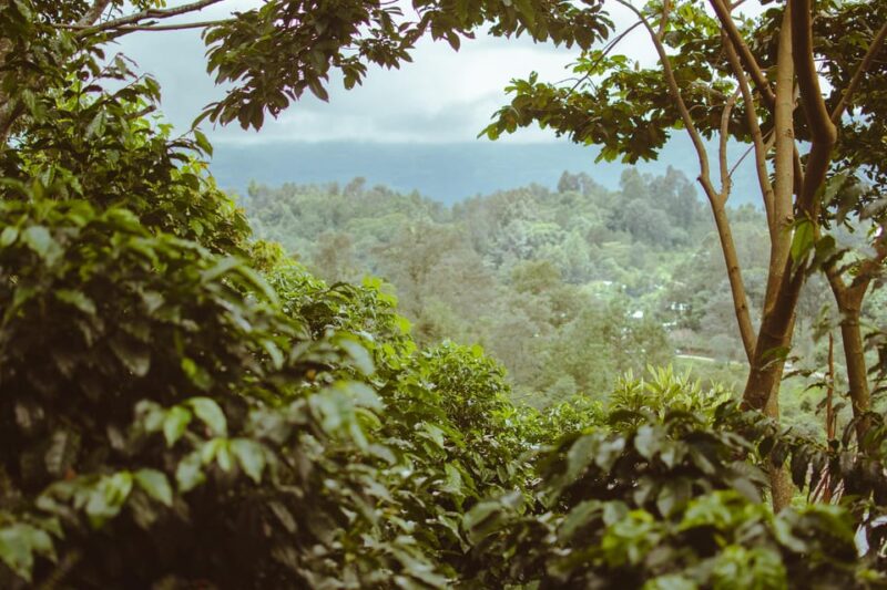 San Cristóbal De Las Casas: Coffee Route to Tenejapa - Cultural and Educational Aspects