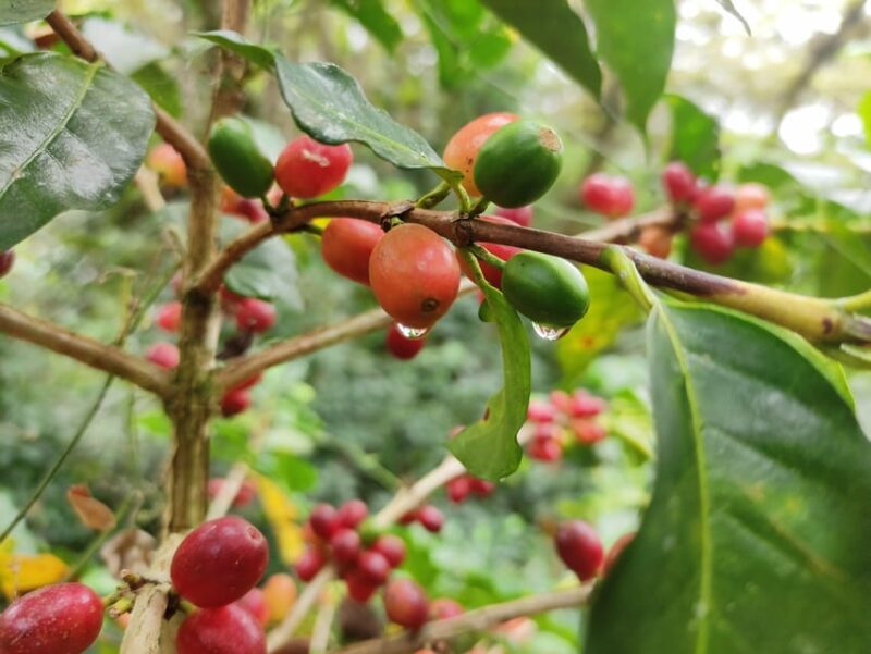 San Cristóbal De Las Casas: Coffee Route to Tenejapa - Organic Coffee Production