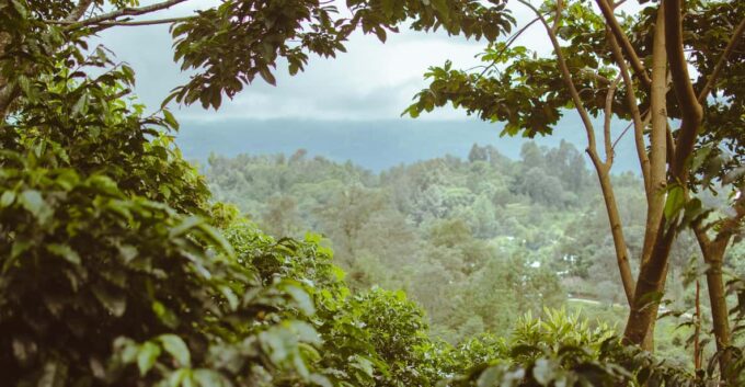 San Cristóbal De Las Casas: Coffee Route to Tenejapa - Coffee Harvesting and Varieties