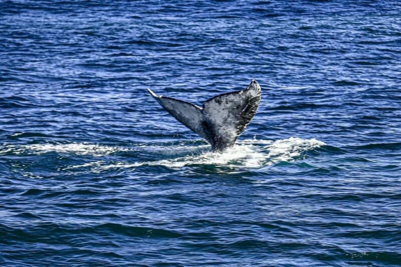 San Diego: 3 Hour Whale Watching Cruise - The Value of the Tour