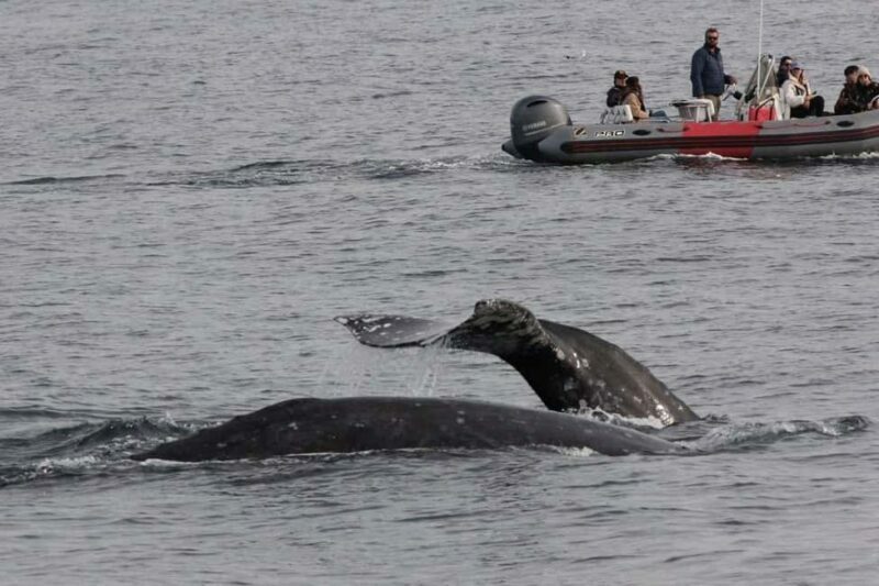 San Diego: 3 Hour Whale Watching Cruise - Final Thoughts on the Experience