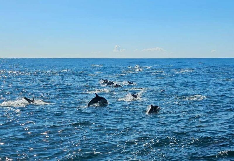 San Diego: 3 Hour Whale Watching Cruise - Frequently Asked Questions (FAQs)