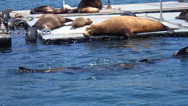 San Diego Bay Private Harbor Tour - Itinerary and Highlights