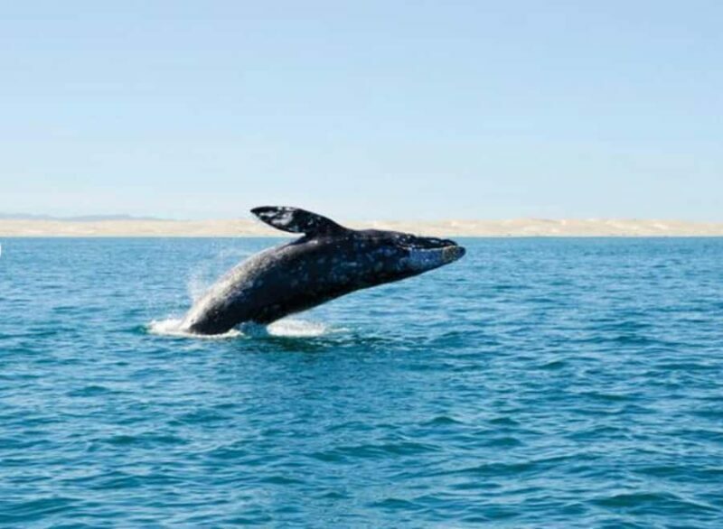 San Diego: City Cruises Whale and Dolphin Watching Cruise - Key Points
