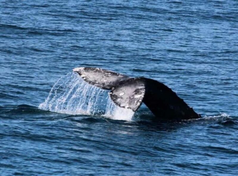 San Diego: City Cruises Whale and Dolphin Watching Cruise - FAQs